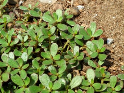 Portulak (Portulaca oleracea) im Naturschutzgebiet Gewann Frankreich-Wiesental