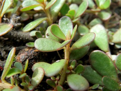 Portulak (Portulaca oleracea) im Naturschutzgebiet Gewann Frankreich-Wiesental