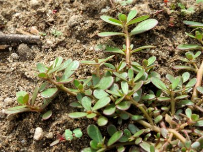 Portulak (Portulaca oleracea) im Naturschutzgebiet Gewann Frankreich-Wiesental