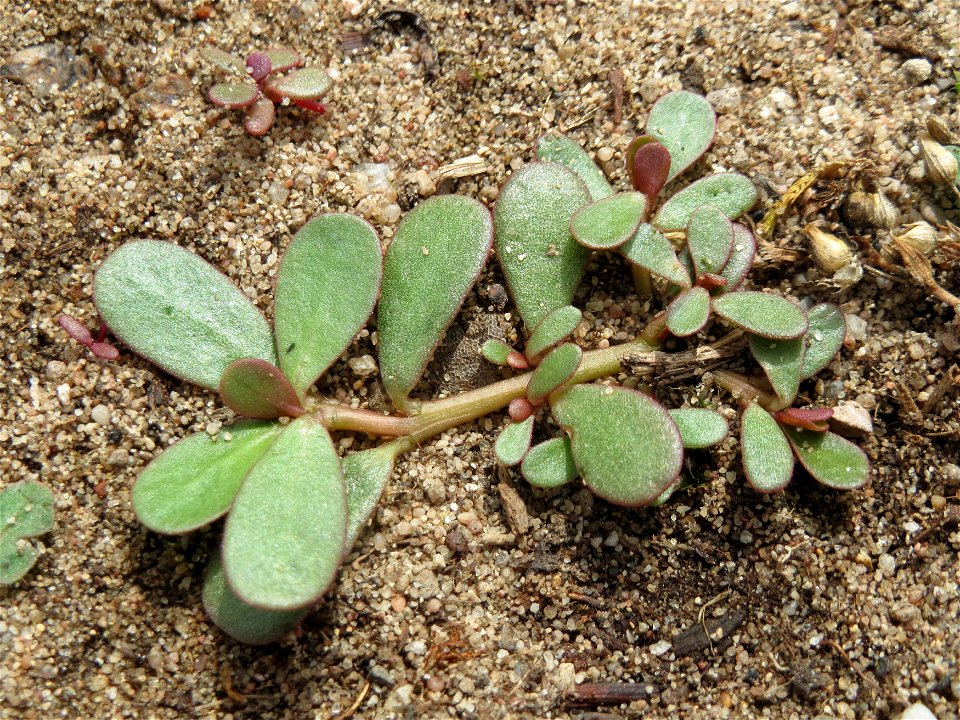 Portulak (Portulaca oleracea) im Naturschutzgebiet Gewann Frankreich-Wiesental