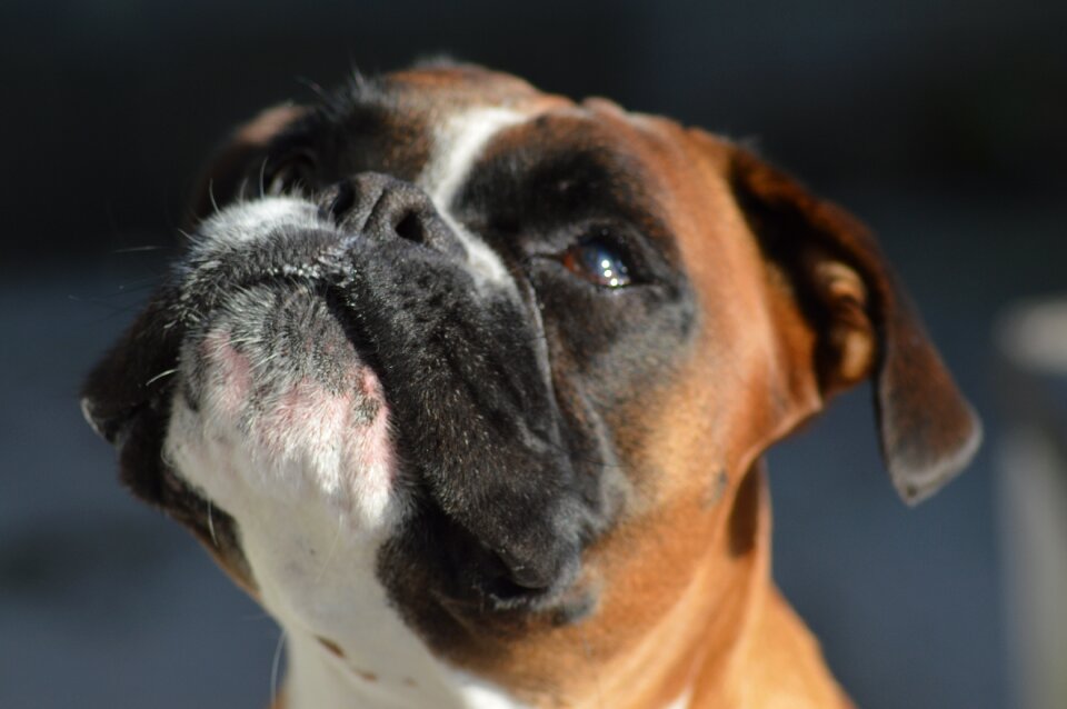 Dog pet royalty free