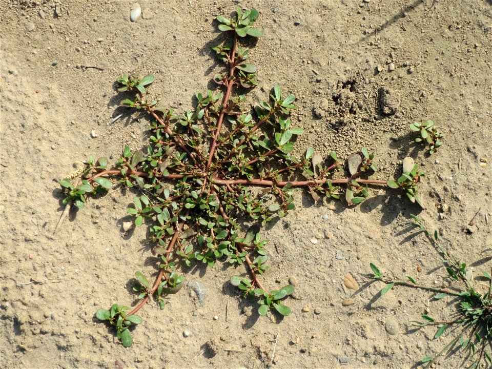 Portulak (Portulaca oleracea) bei Hockenheim