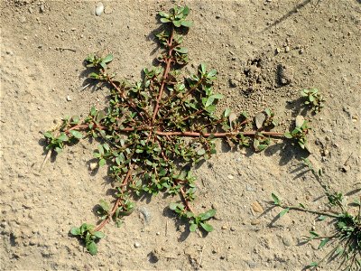 Portulak (Portulaca oleracea) bei Hockenheim