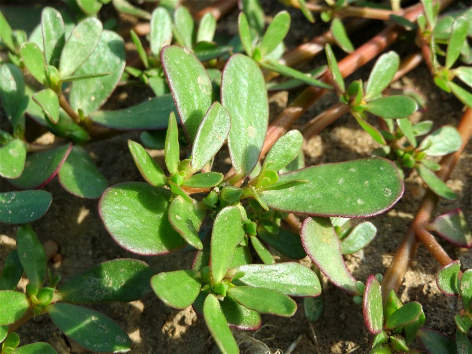Portulak (Portulaca oleracea) bei Hockenheim