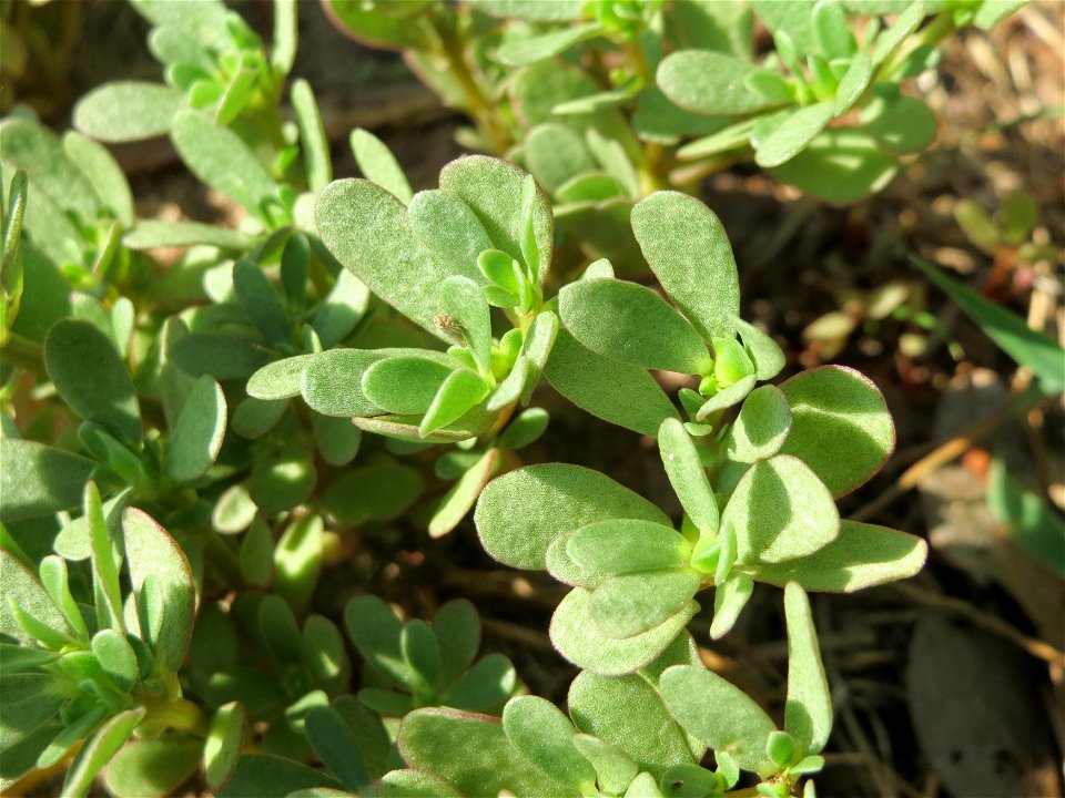 Portulak (Portulaca oleracea) bei Hockenheim