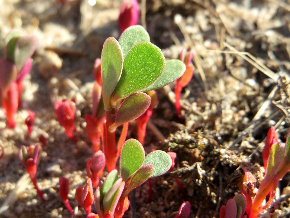 Portulak (Portulaca oleracea) in Hockenheim