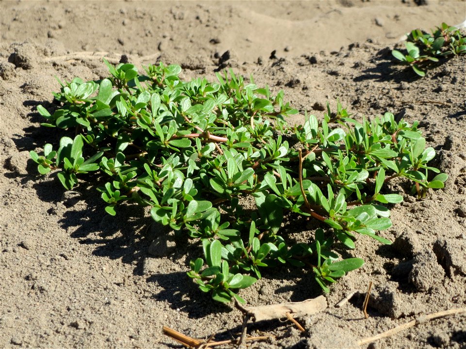 Portulak (Portulaca oleracea) bei Reilingen