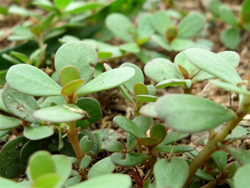 Portulak (Portulaca oleracea) im Hockenheimer Rheinbogen