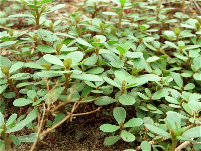 Portulak (Portulaca oleracea) im Hockenheimer Rheinbogen