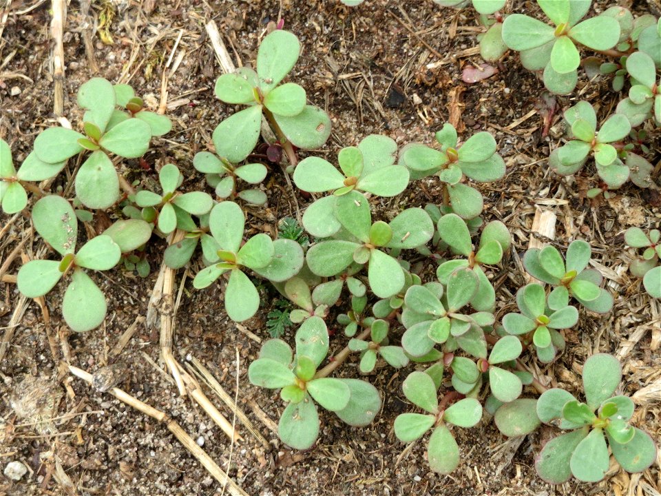 Portulak (Portulaca oleracea) im Hockenheimer Rheinbogen