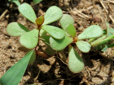 Portulak (Portulaca oleracea) im Hockenheimer Rheinbogen