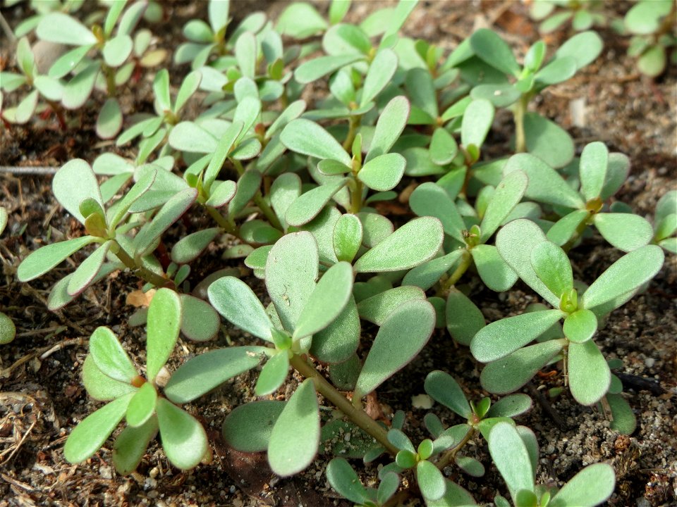 Portulak (Portulaca oleracea) in Hockenheim-Talhaus