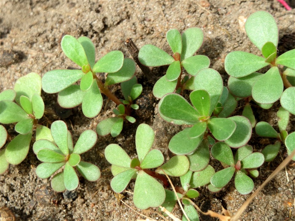 Portulak (Portulaca oleracea) in Hockenheim-Talhaus