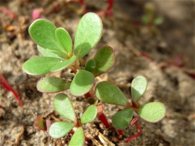 Portulak (Portulaca oleracea) in Hockenheim-Talhaus
