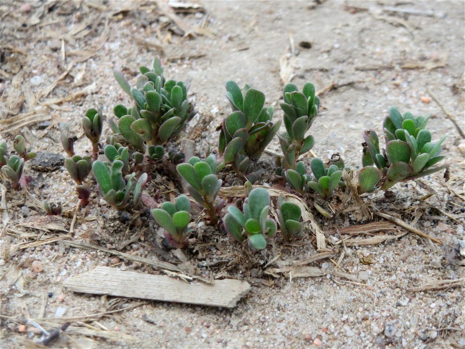 Portulak (Portulaca oleracea) in Hockenheim-Talhaus