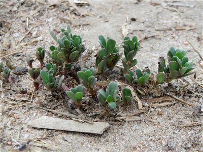 Portulak (Portulaca oleracea) in Hockenheim-Talhaus
