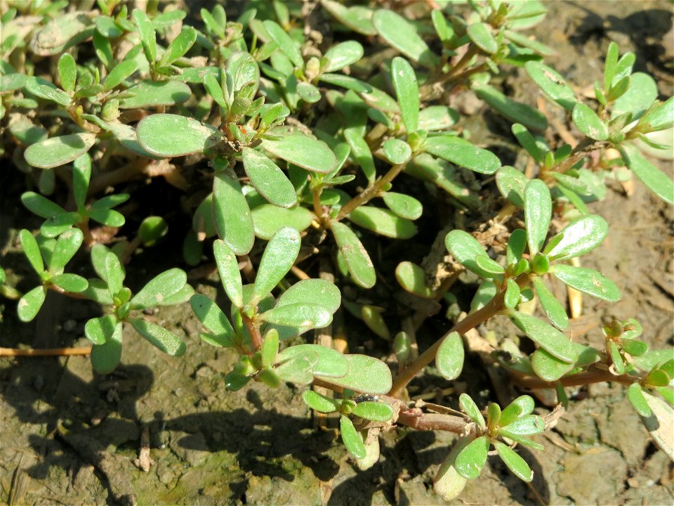 Portulak (Portulaca oleracea) bei Wiesbaden-Nordenstadt