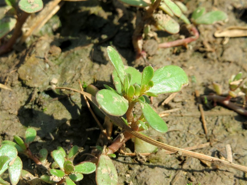 Portulak (Portulaca oleracea) bei Wiesbaden-Nordenstadt