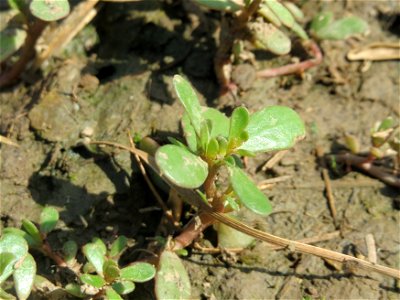 Portulak (Portulaca oleracea) bei Wiesbaden-Nordenstadt photo