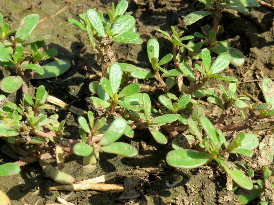 Portulak (Portulaca oleracea) bei Wiesbaden-Nordenstadt