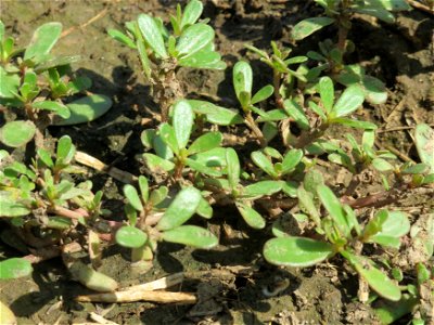 Portulak (Portulaca oleracea) bei Wiesbaden-Nordenstadt photo