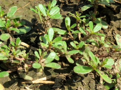 Portulak (Portulaca oleracea) bei Wiesbaden-Nordenstadt