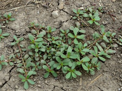 Portulak (Portulaca oleracea) an der Elisabethenstraße bei Wiesbaden