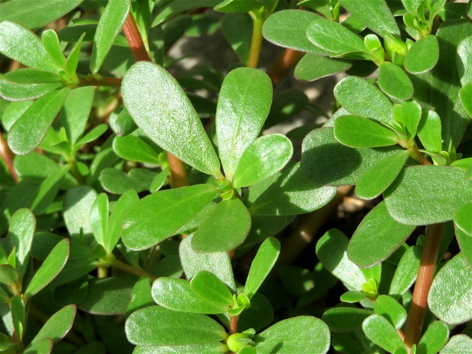Portulak (Portulaca oleracea) in Hockenheim