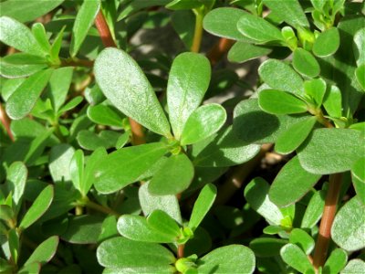 Portulak (Portulaca oleracea) in Hockenheim photo