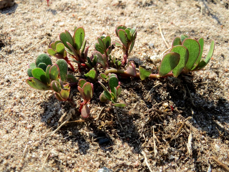 Portulak (Portulaca oleracea) bei Hockenheim