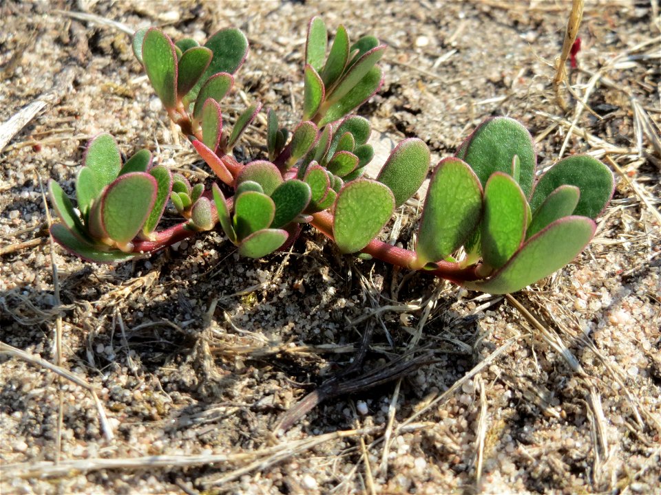 Portulak (Portulaca oleracea) bei Hockenheim