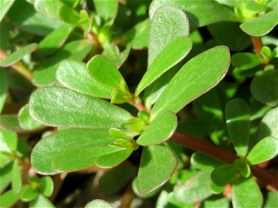Portulak (Portulaca oleracea) in Hockenheim
