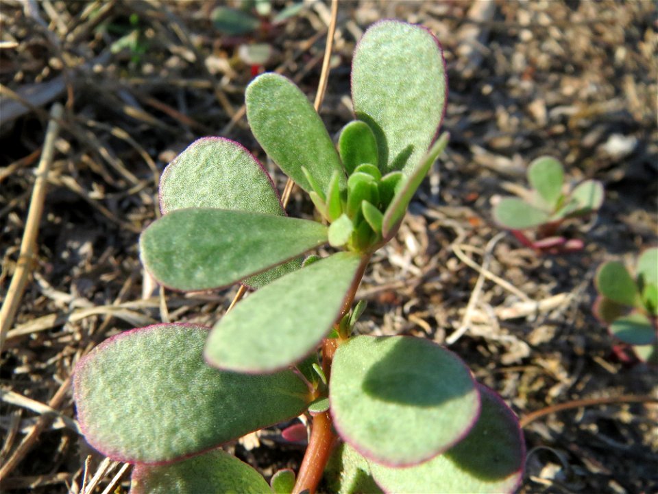 Portulak (Portulaca oleracea) in Hockenheim