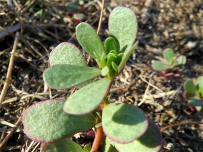 Portulak (Portulaca oleracea) in Hockenheim