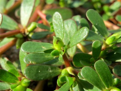 Portulak (Portulaca oleracea) in Hockenheim photo