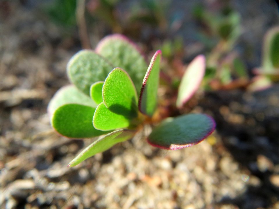 Portulak (Portulaca oleracea) in Hockenheim
