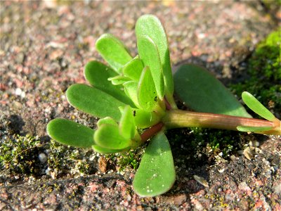 Portulak (Portulaca oleracea) in Hockenheim