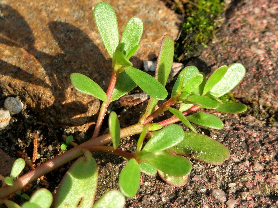 Portulak (Portulaca oleracea) in Hockenheim