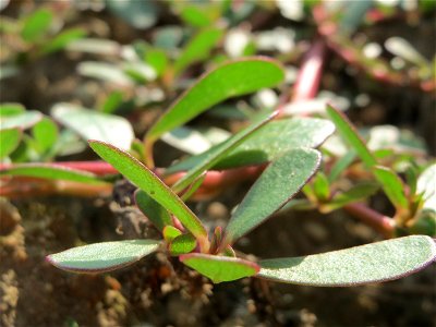 Portulak (Portulaca oleracea) auf einem Sandhügel einer Baustelle in Hockenheim