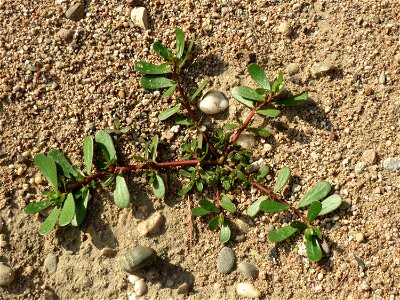 Portulak (Portulaca oleracea) auf einem Sandhügel einer Baustelle in Hockenheim