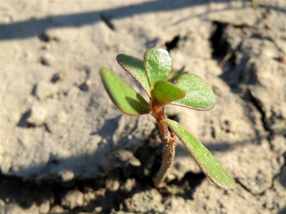 Portulak (Portulaca oleracea) bei Reilingen