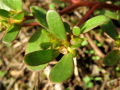 Portulak (Portulaca oleracea) an der A61 bei Hockenheim