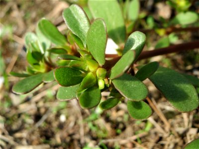 Portulak (Portulaca oleracea) an der A61 bei Hockenheim