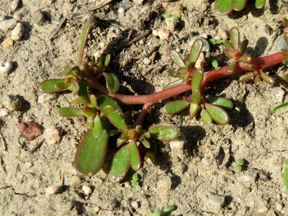 Portulak (Portulaca oleracea) an der A61 in Hockenheimer Rheinbogen