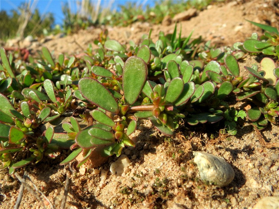 Portulak (Portulaca oleracea) bei Reilingen