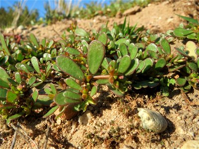 Portulak (Portulaca oleracea) bei Reilingen photo