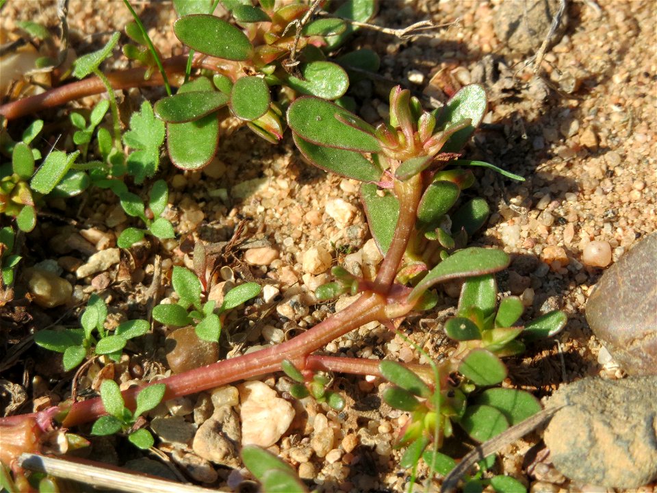 Portulak (Portulaca oleracea) bei Reilingen