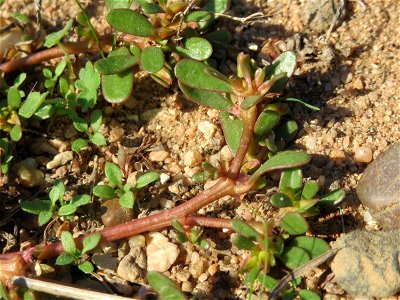 Portulak (Portulaca oleracea) bei Reilingen