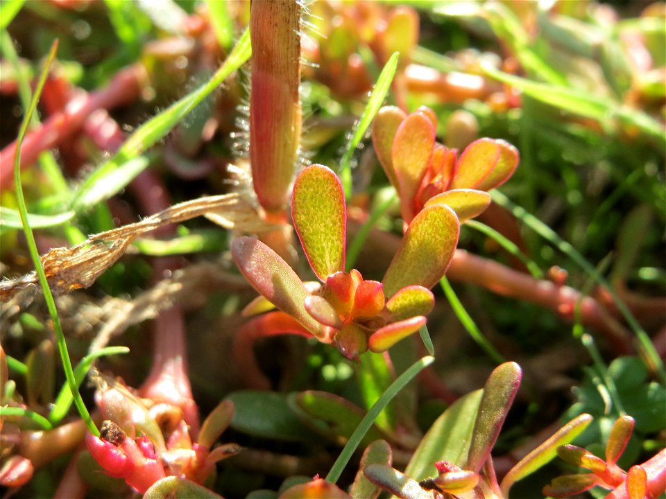 Portulak (Portulaca oleracea) in Hockenheim