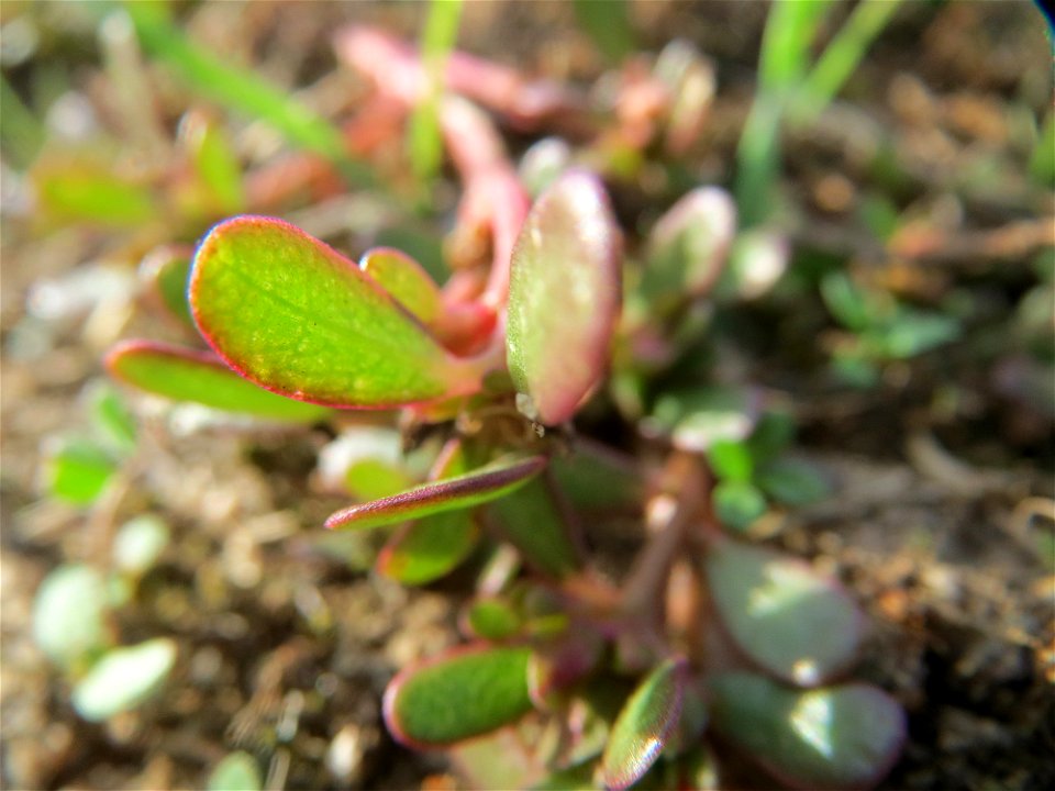 Portulak (Portulaca oleracea) an den Oftersheimer Dünen